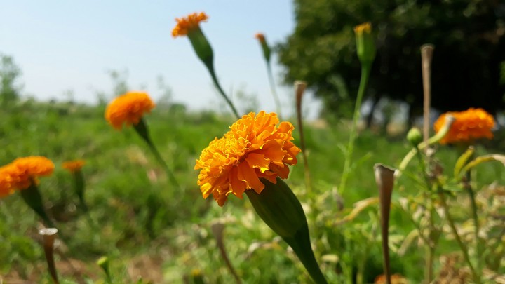 झंडू zhandu