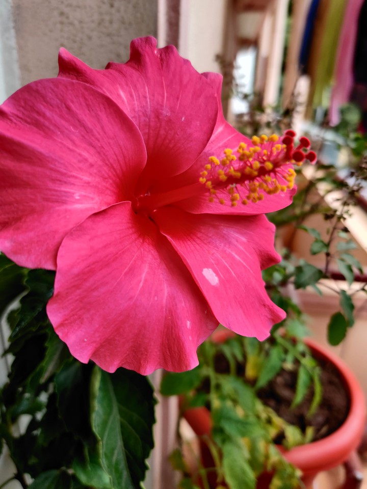hibiscus flowers