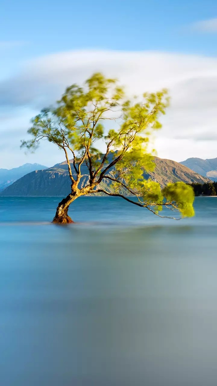 tree in sea