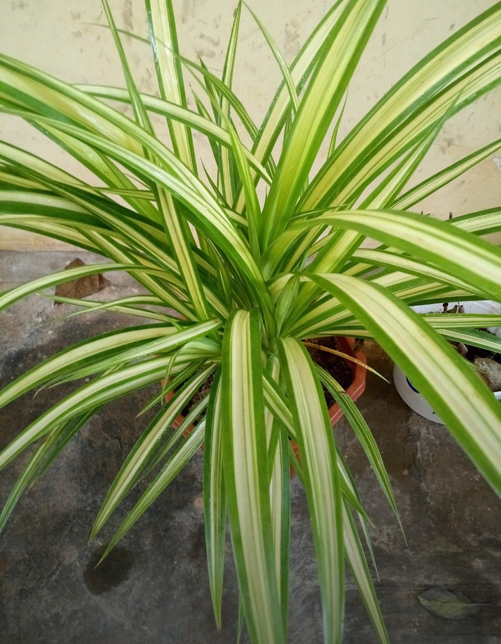 plant
