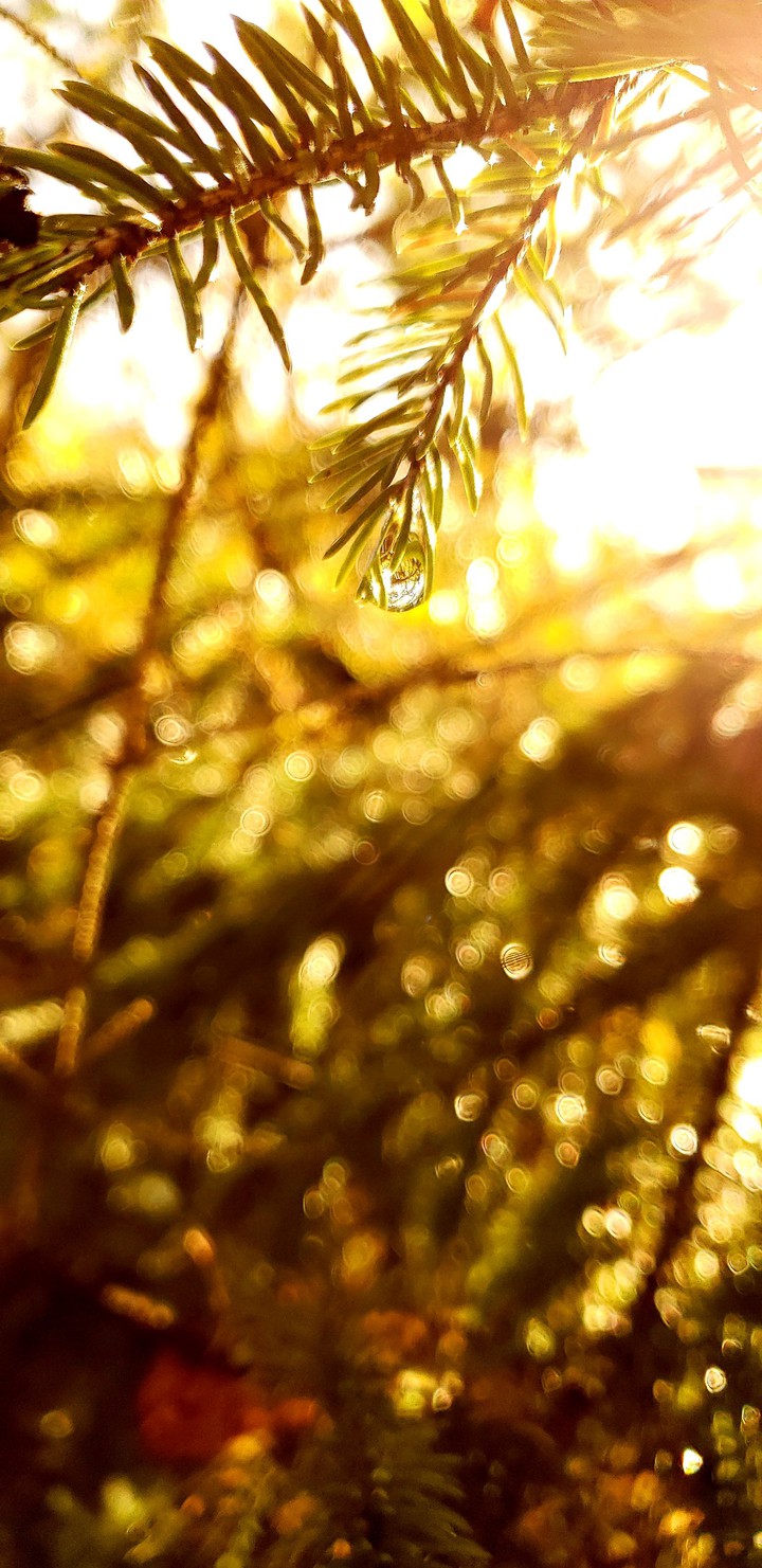 dew drop