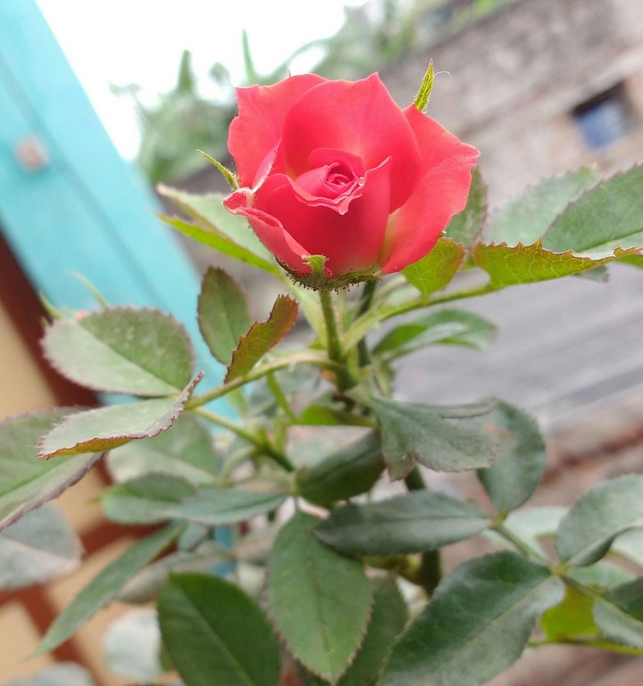 love makes life better