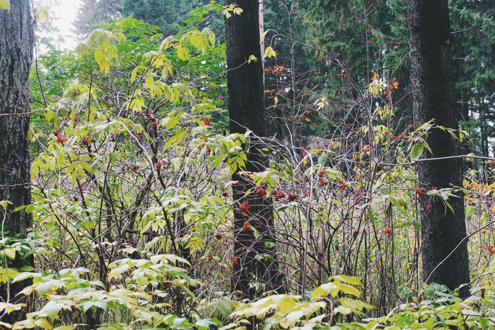 Nature