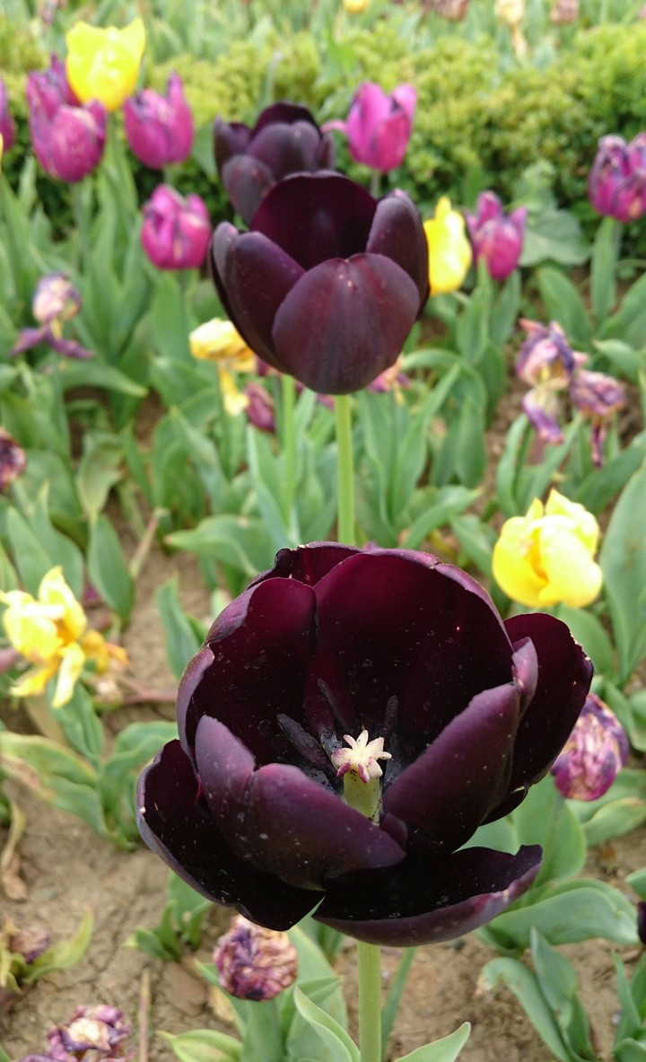 lale, tulip