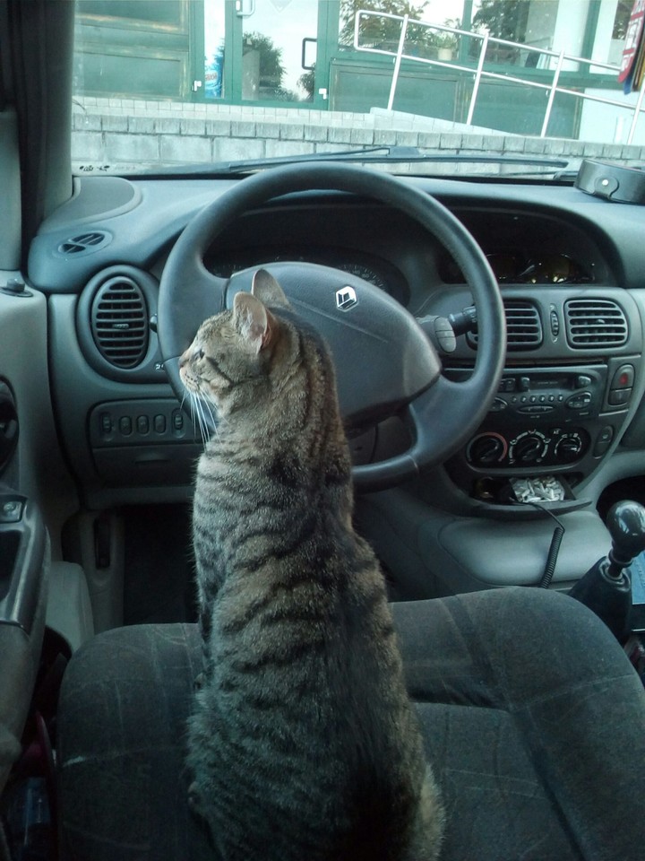 nice  cat life