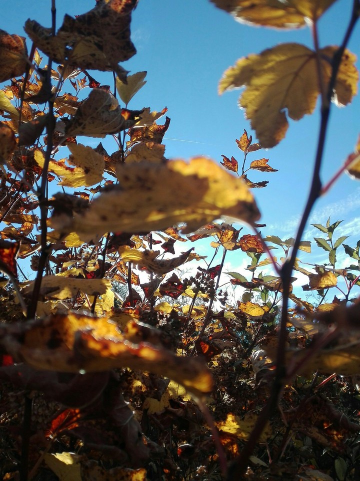 autumn