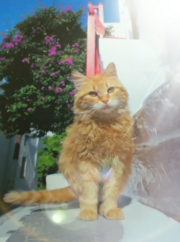 cat