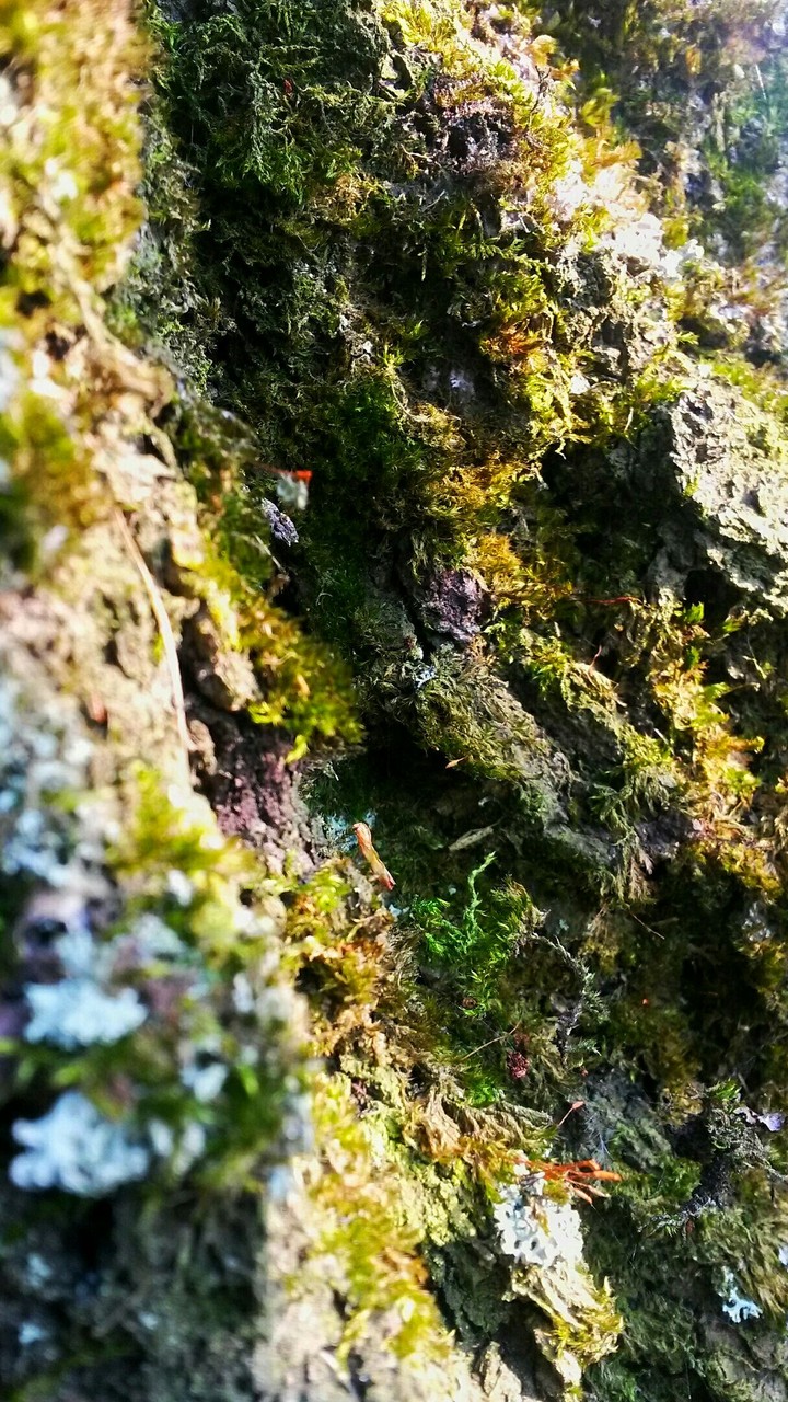 Nature of the day