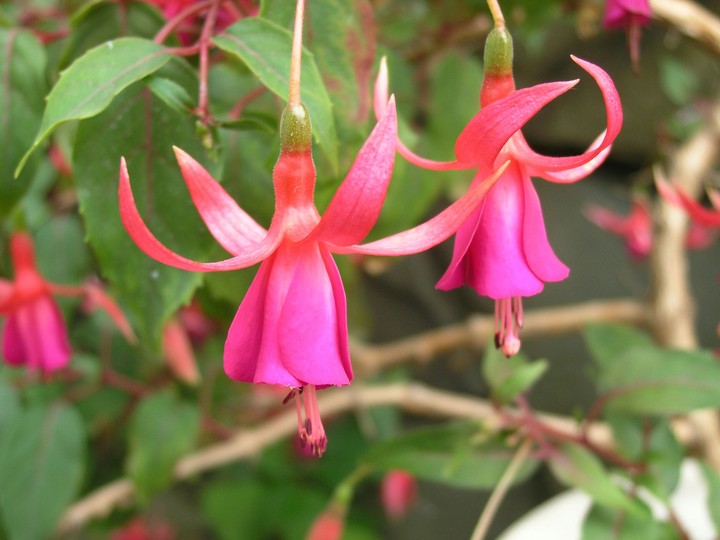 Fuchsia.