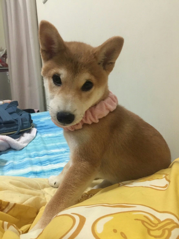 DOG柴