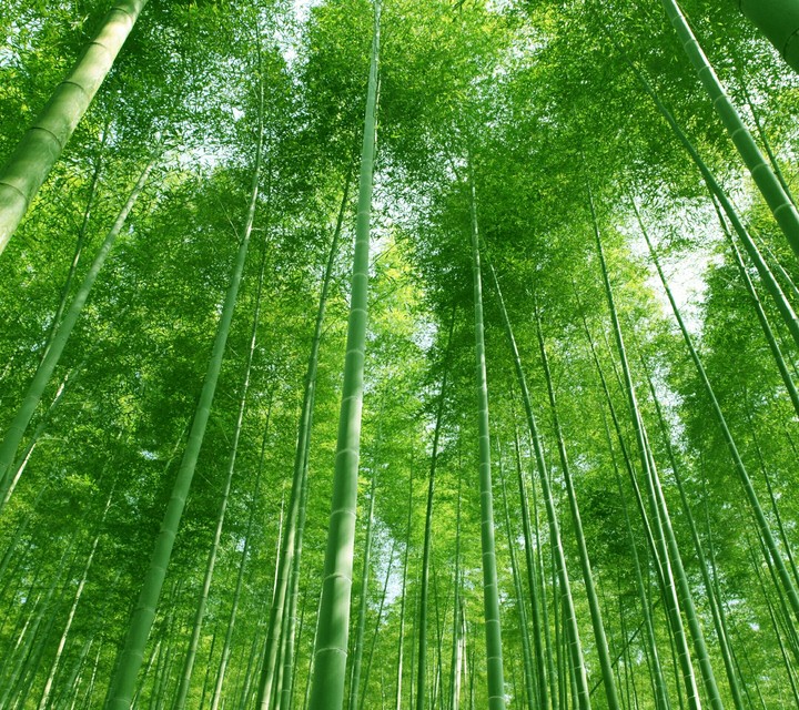 Green Bamboo Tree
