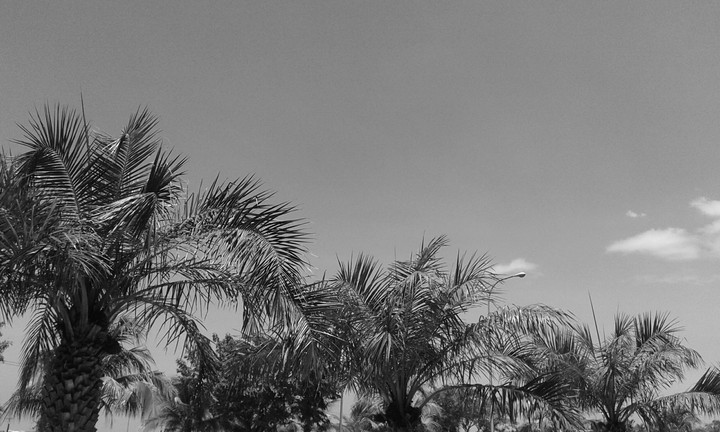 coconut trees