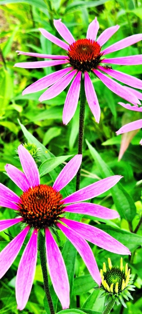 Close-up, coneflower duvar kağıtları