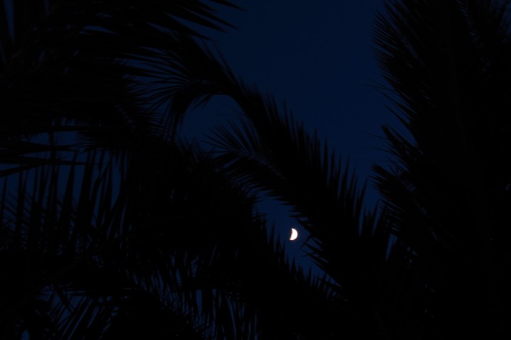 the moon and the palms