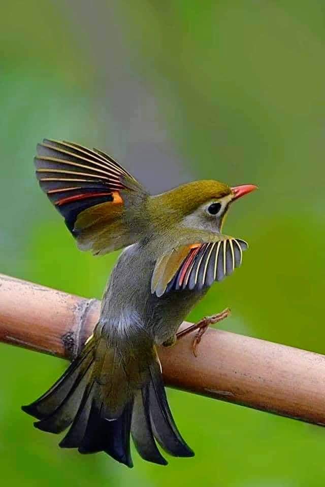 Bird ?