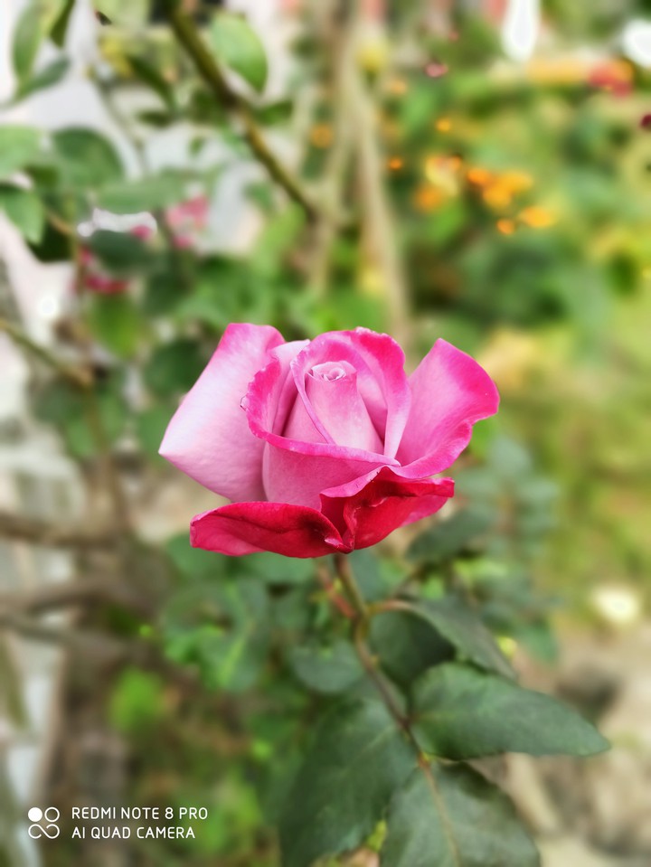 Rose?