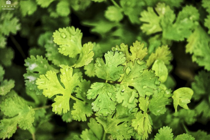 green