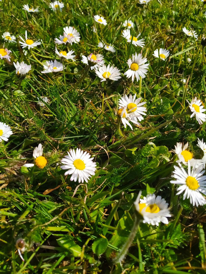 flower story