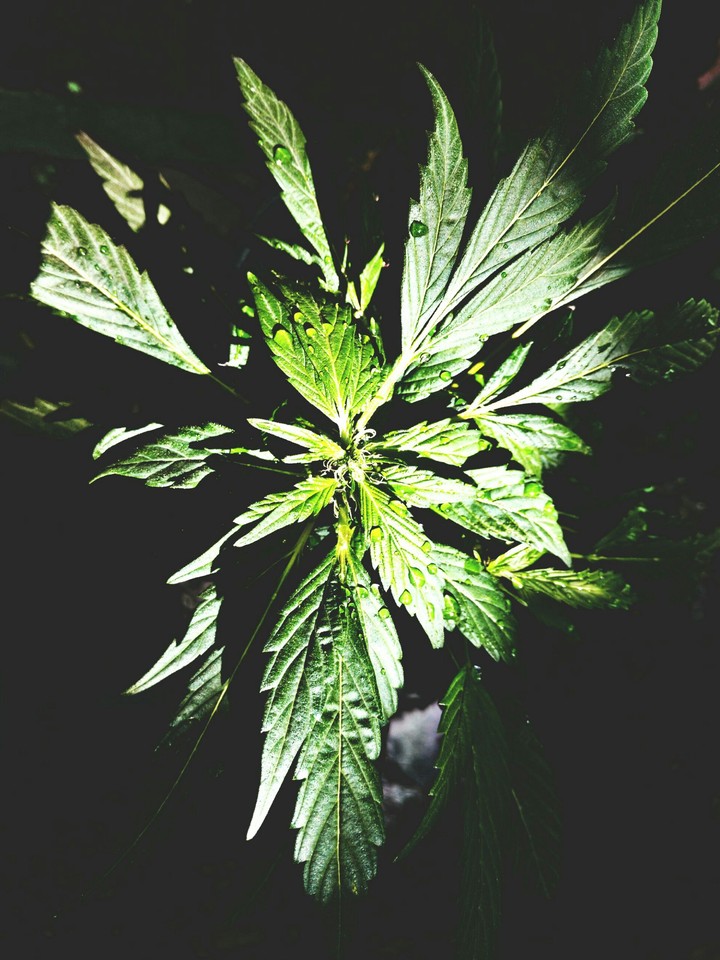 weed