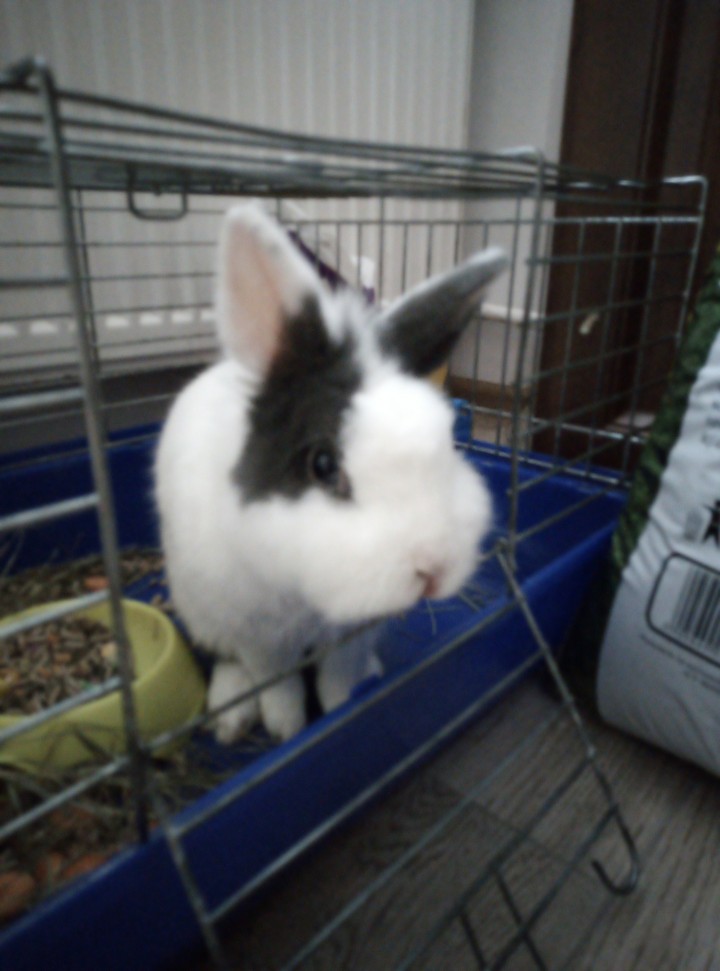 My rabbit Bobek. He hop go out balcony.