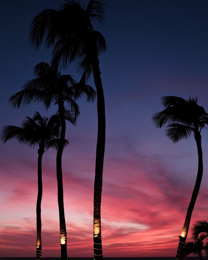 palm