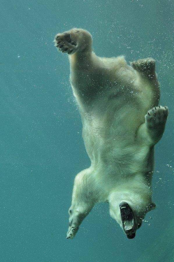 bear dive