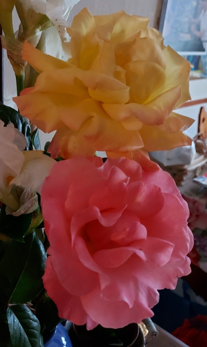 rose