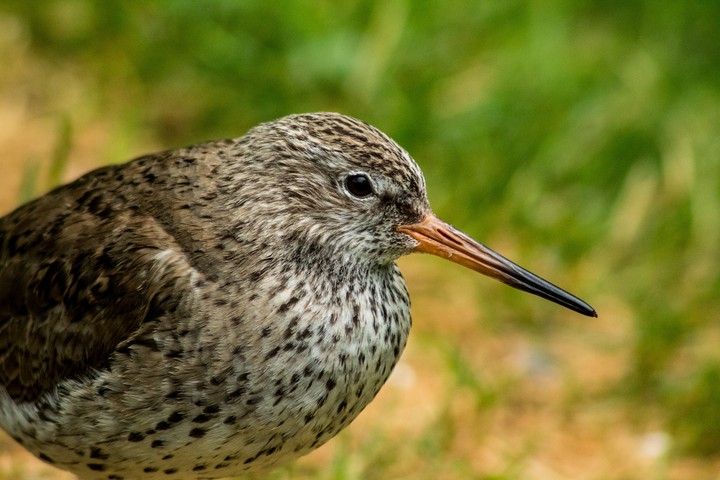 bird