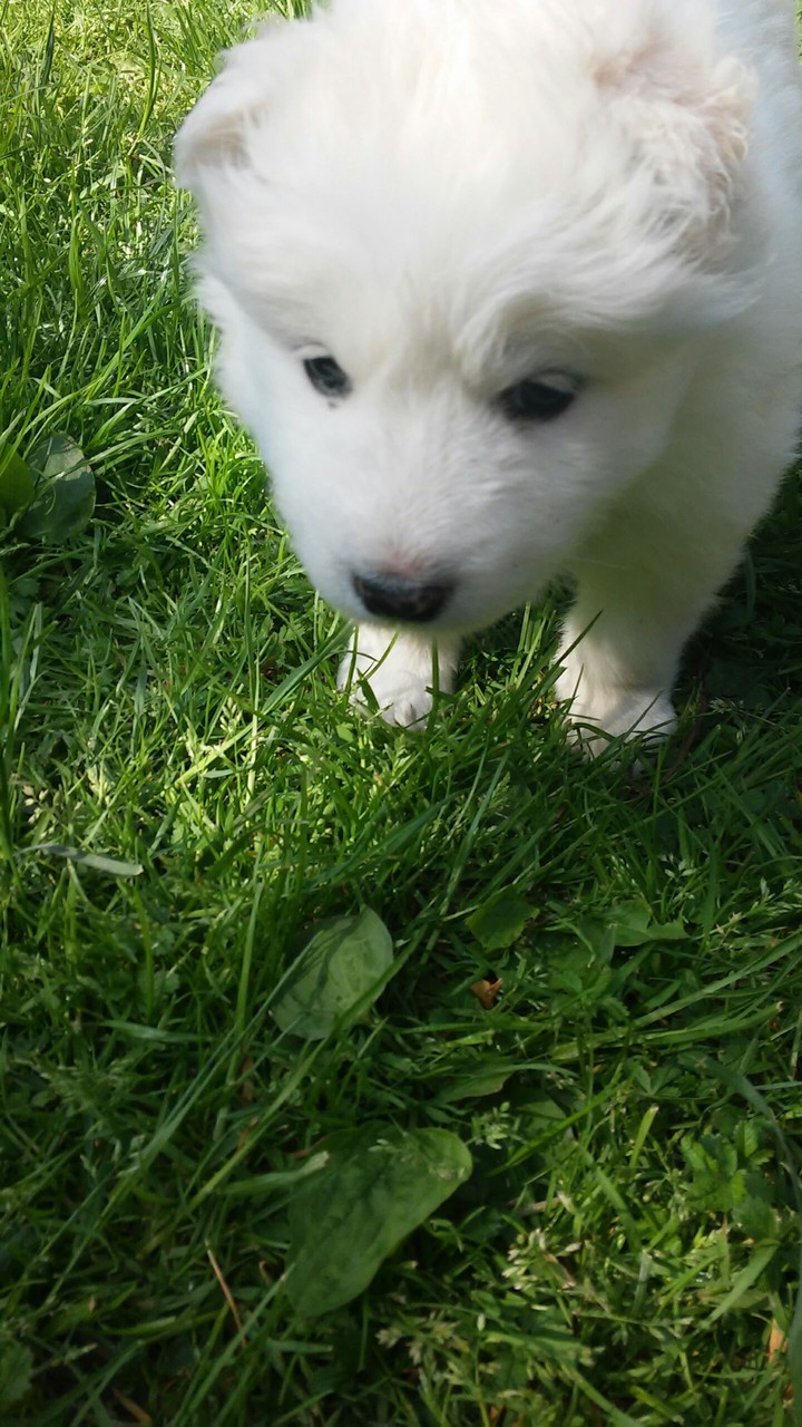 Samoyed