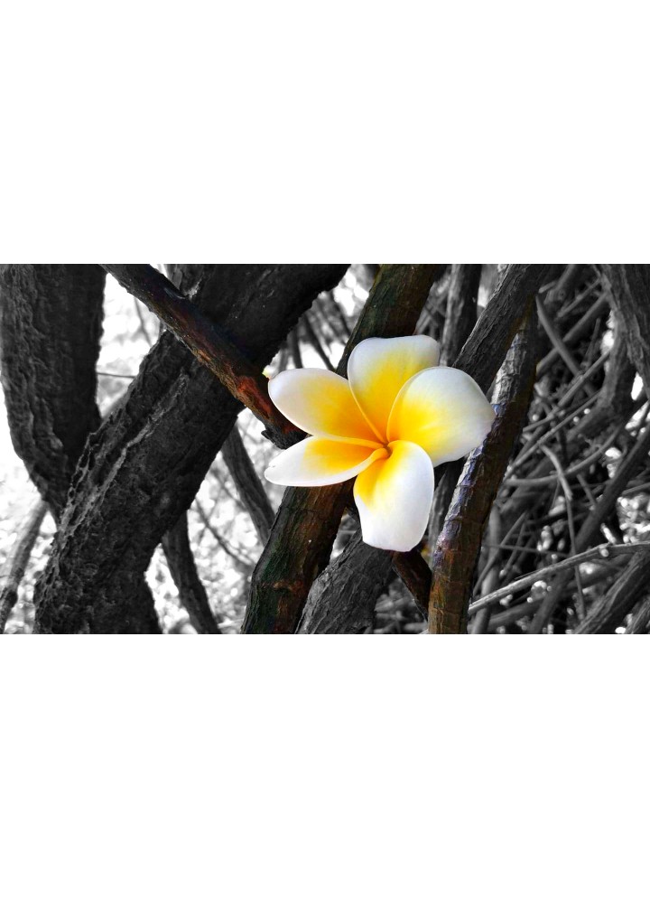 yellow flower