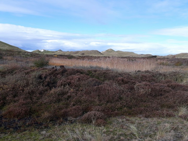 nordic nature