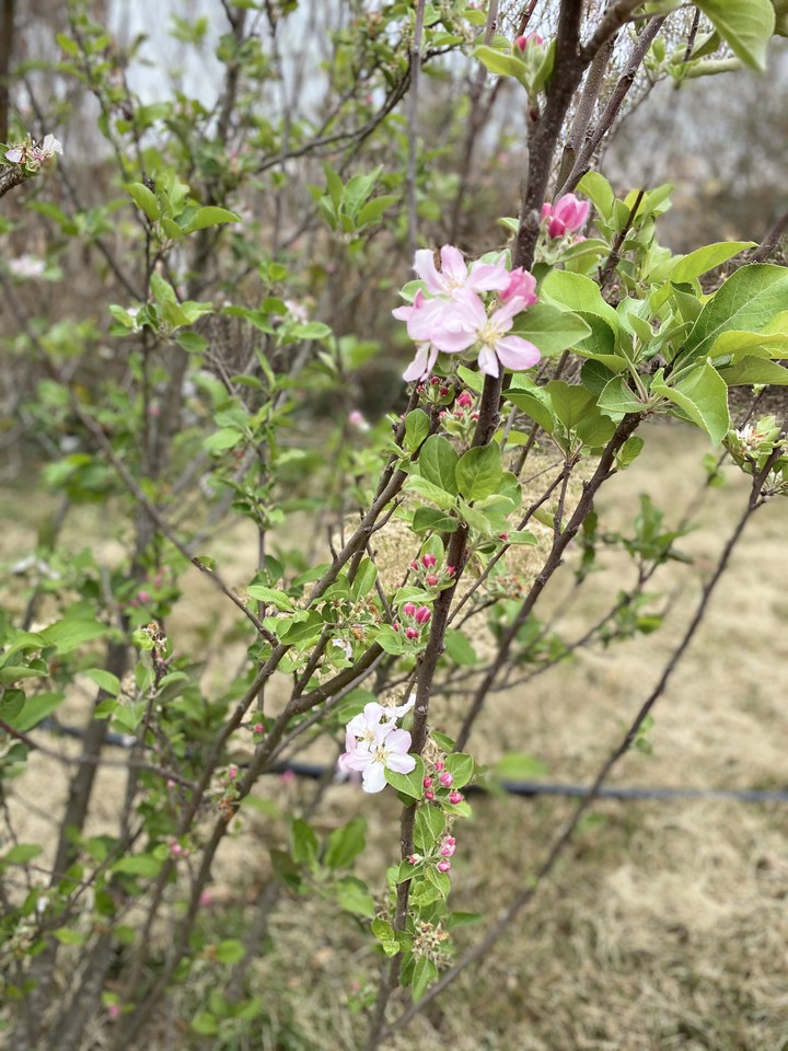 flor de manzano