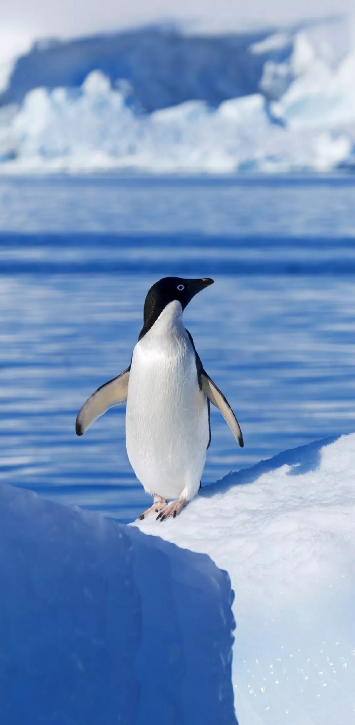 penguin