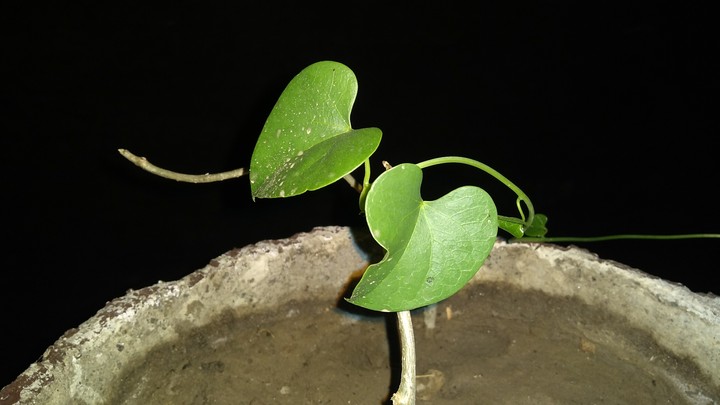 Giloy an Indian medicine plant
