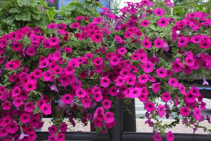 Plant