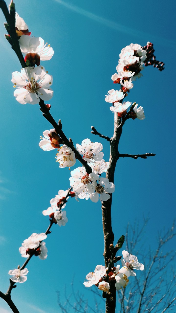 beautiful spring❤