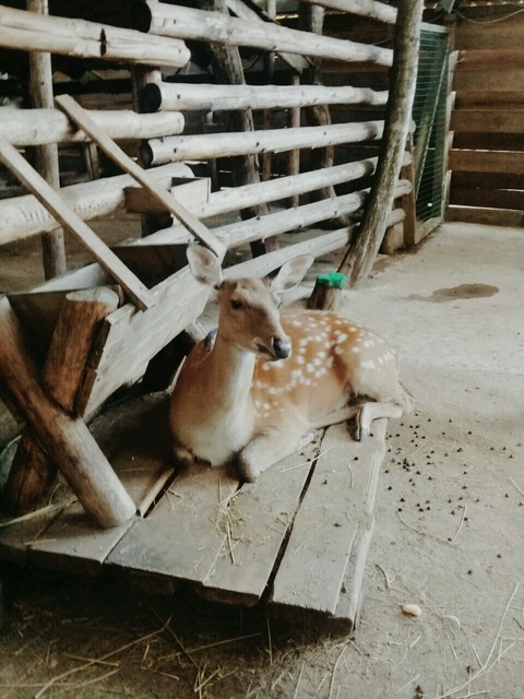 animals
