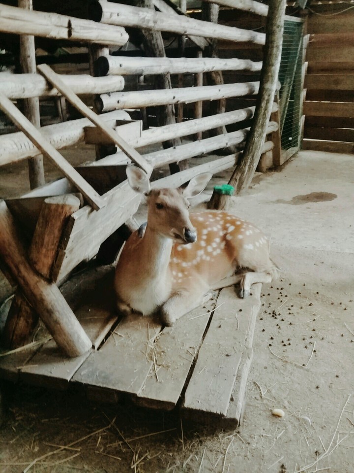 animals
