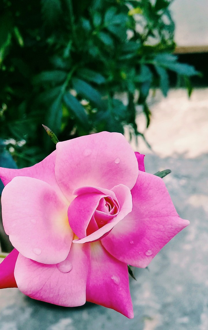 Royal rose
