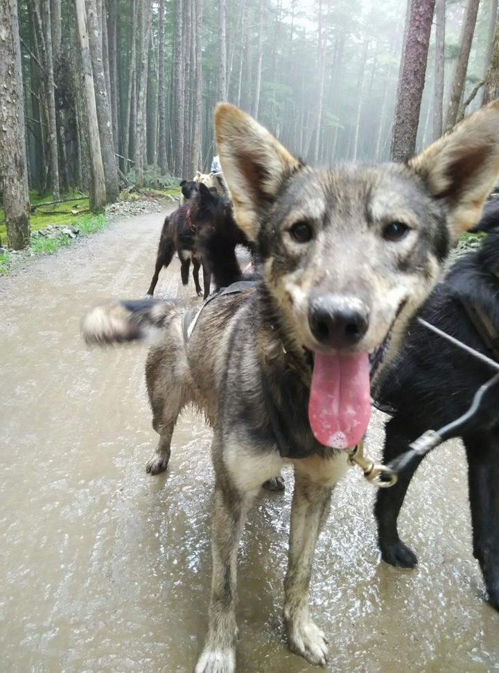 Woof