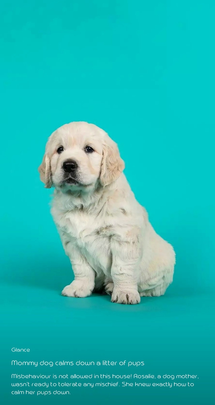 cute puppy