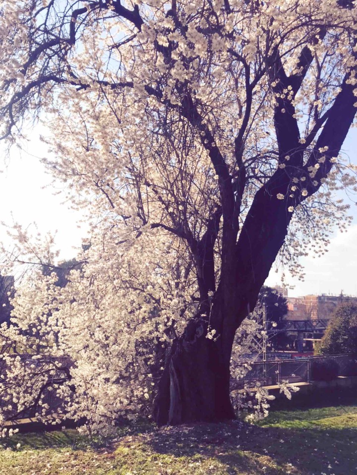Spring tree