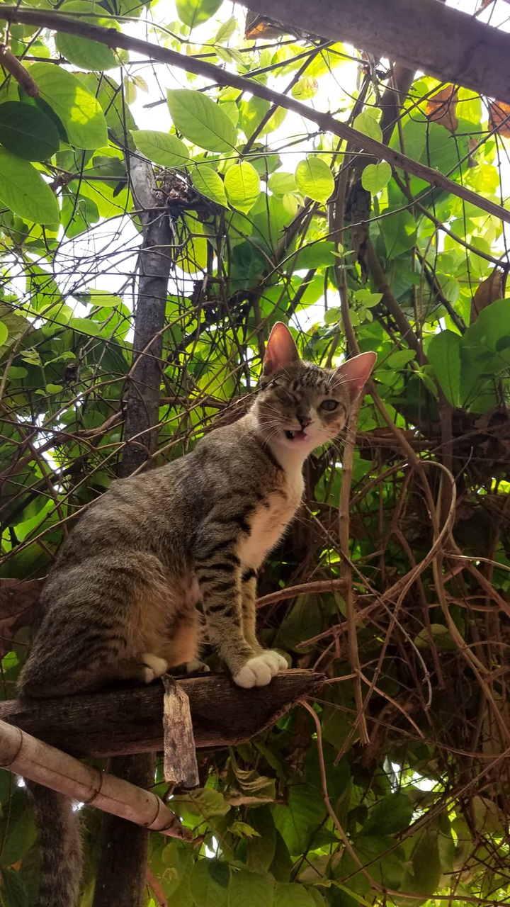 Gatito coqueto..