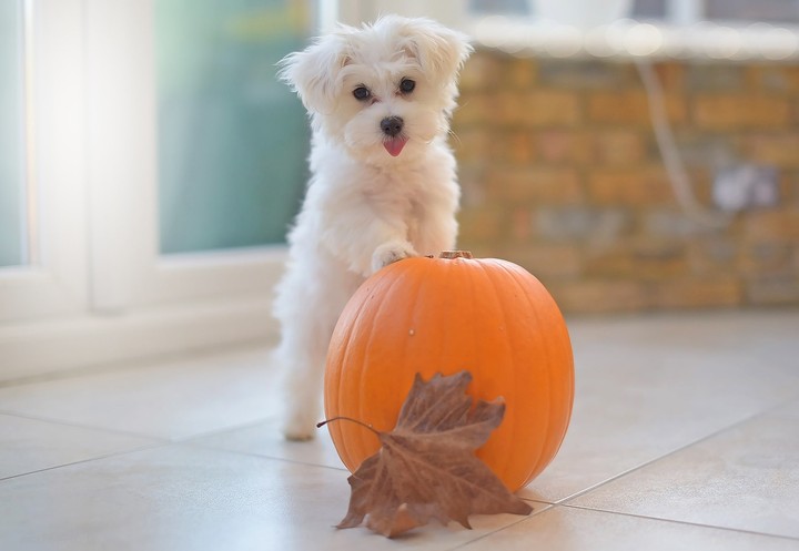 Playful Doggie