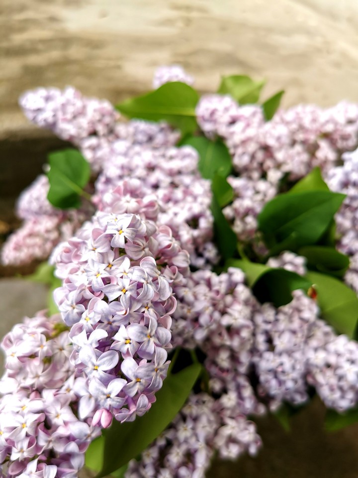 Lilas