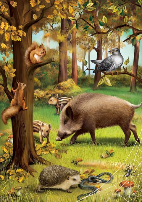 suidae, illustrations वॉलपेपर