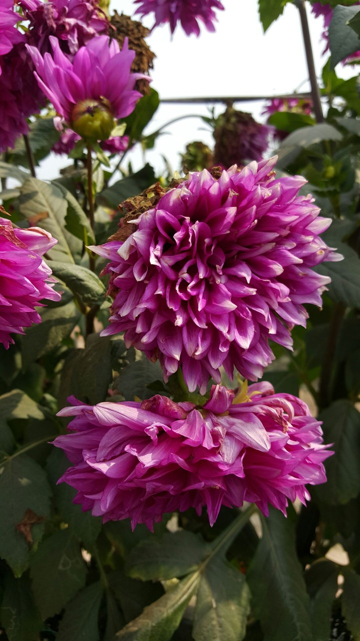 Dahlia Flower