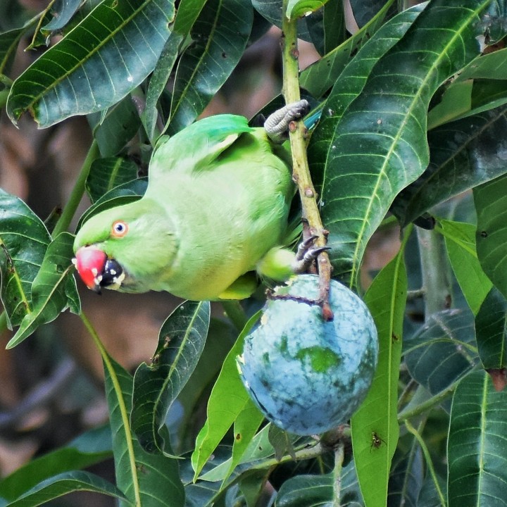 parrot