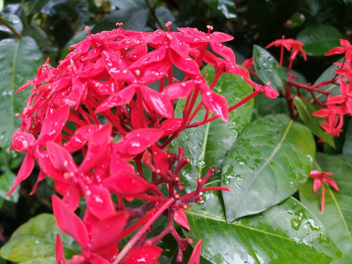 flower