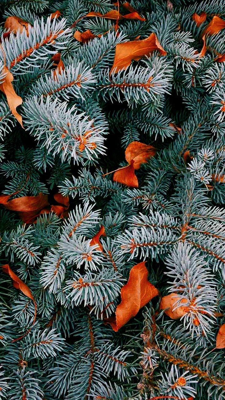 Autumn- winter